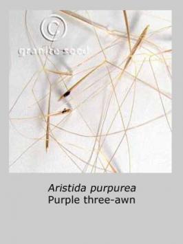 aristida purpurea  var. purpurea  product gallery #4