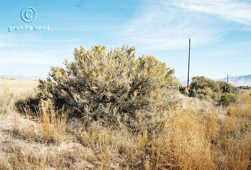 Artemisia tridentata ssp. wyomingensis