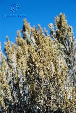 artemisia  tridentata ssp. tridentata  product gallery #2