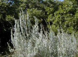 artemisia  tridentata ssp. wyomingensis  product gallery #3