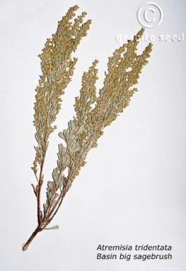 artemisia  tridentata ssp. tridentata  product gallery #4