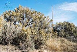 artemisia  tridentata ssp. wyomingensis  product gallery #6