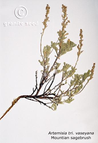 Artemisia tridentata ssp. vaseyana