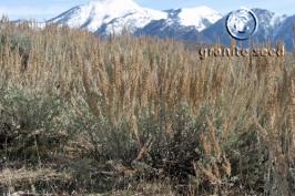 artemisia  tridentata ssp. vaseyana  product gallery #2