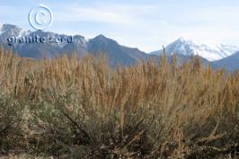 artemisia  tridentata ssp. vaseyana  product gallery #3