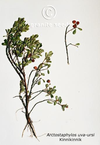 Arctostaphylos uva-ursi