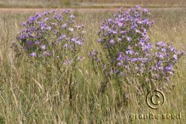 machaeranthera  bigelovii var. bigelovii  product gallery #3