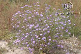 machaeranthera  bigelovii var. bigelovii  product gallery #4