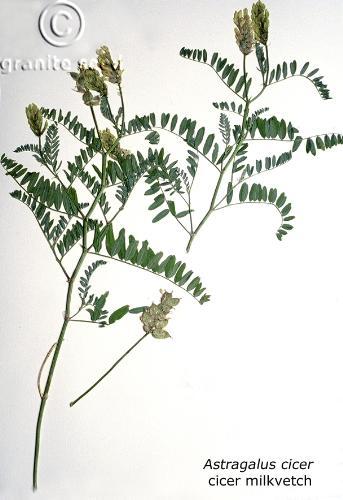 Astragalus cicer