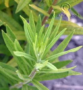 asclepias  tuberosa  product gallery #3