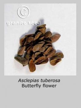 asclepias  tuberosa  product gallery #5