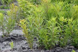 asclepias  tuberosa  product gallery #6