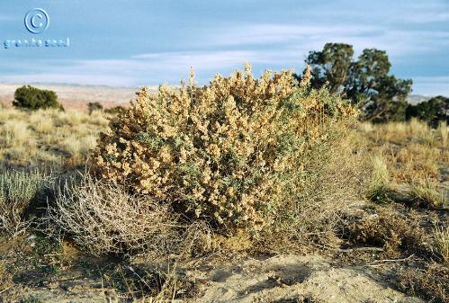 Atriplex canescens