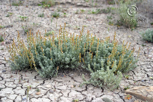 Atriplex corrugata