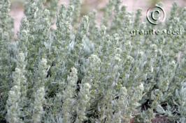 atriplex  corrugata  product gallery #1