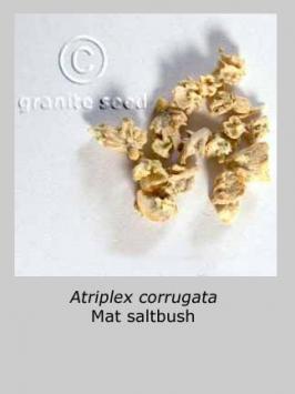 atriplex  corrugata  product gallery #8