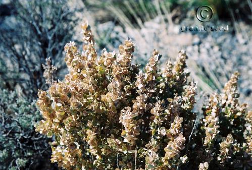 atriplex  confertifolia  product gallery #1