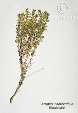 atriplex  confertifolia  product gallery #2