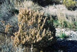 Atriplex confertifolia