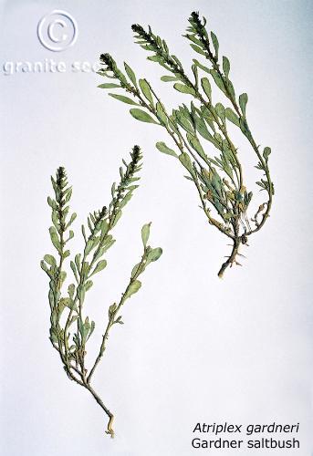 Atriplex gardneri