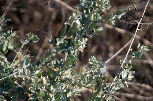 Atriplex lentiformis