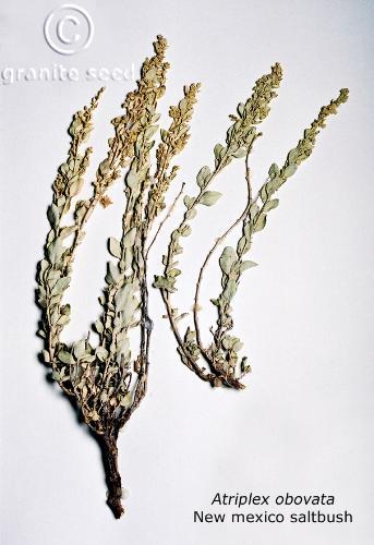 Atriplex obovata