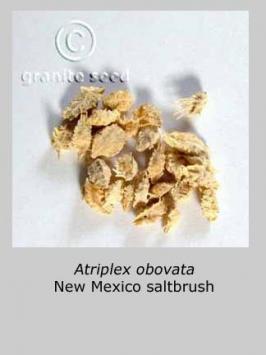 atriplex  obovata  product gallery #2