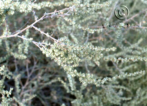 Atriplex polycarpa