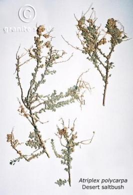 atriplex  polycarpa  product gallery #3