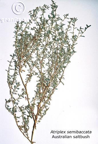 Atriplex semibaccata