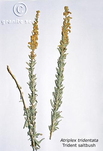 Atriplex tridentata