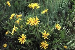 balsamorhiza  macrophylla  product gallery #1