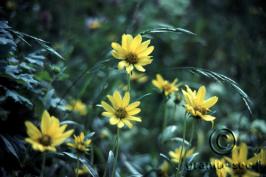 Balsamorhiza macrophylla