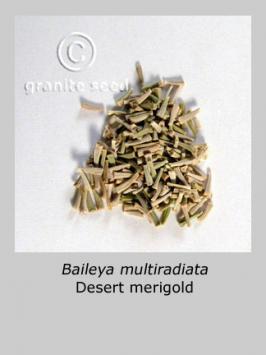 baileya  multiradiata  product gallery #3