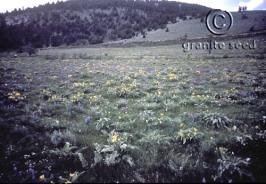 balsamorhiza  sagittata  product gallery #3