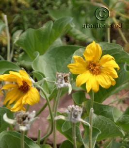 Balsamorhiza sagittata