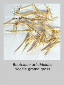 bouteloua  aristidoides  product gallery #3