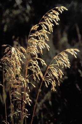 Bromus inermis