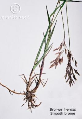 bromus  inermis  product gallery #2