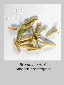 bromus  inermis  product gallery #3