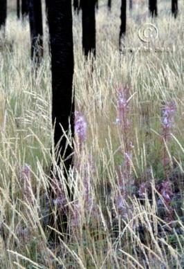 Bromus Marginatus