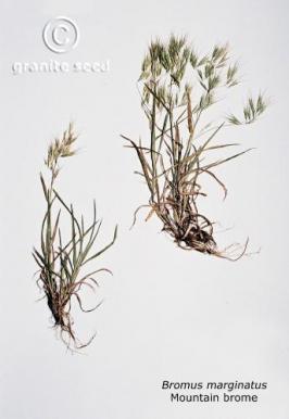 bromus  marginatus  product gallery #2