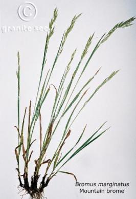 bromus  marginatus  product gallery #3