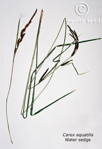 Carex aquatilis