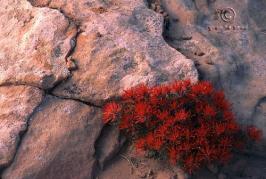 Castilleja applegatei ssp. martinii