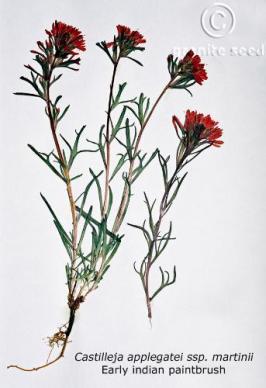 castilleja  applegatei ssp. martinii  product gallery #2