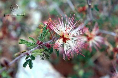 Calliandra eriophylla