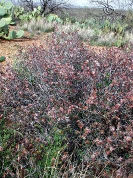 calliandra  eriophylla  product gallery #5