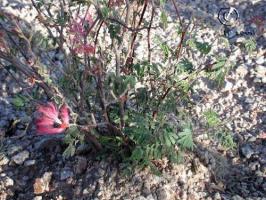 calliandra  eriophylla  product gallery #6