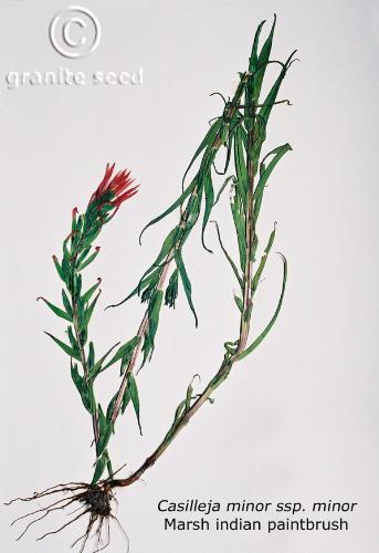 Castilleja minor ssp. minor